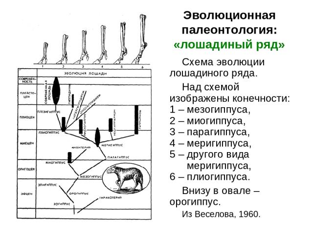 Эволюционная палеонтология: «лошадиный ряд» Схема эволюции лошадиного ряда. Над схемой изображены конечности: 1 – мезогиппуса, 2 – миогиппуса, 3 – парагиппуса, 4 – меригиппуса, 5 – другого вида рррмеригиппуса, 6 – плиогиппуса. Внизу в овале – орогип…
