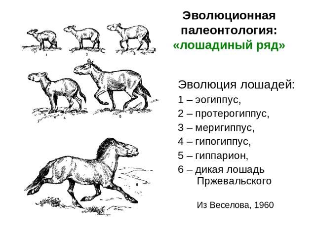 Эволюционная палеонтология: «лошадиный ряд» Эволюция лошадей: 1 – эогиппус, 2 – протерогиппус, 3 – меригиппус, 4 – гипогиппус, 5 – гиппарион, 6 – дикая лошадь Пржевальского Из Веселова, 1960