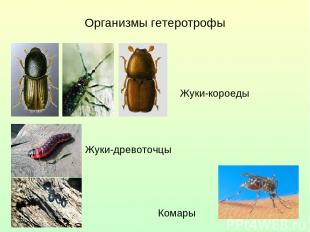 Организмы гетеротрофы Жуки-короеды Жуки-древоточцы Комары