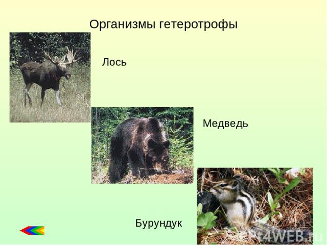 Организмы гетеротрофы Лось Медведь Бурундук