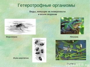 Гетеротрофные организмы Виды, живущие на поверхности и возле водоема Водомерка Л