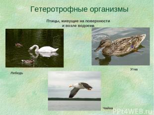 Гетеротрофные организмы Птицы, живущие на поверхности и возле водоема Лебедь Утк