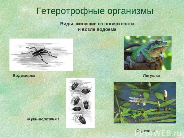 Гетеротрофные организмы Виды, живущие на поверхности и возле водоема Водомерка Лягушка Стрекоза Жуки-вертячки