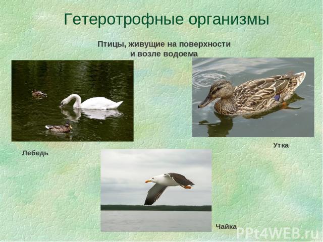 Гетеротрофные организмы Птицы, живущие на поверхности и возле водоема Лебедь Утка Чайка