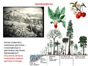 Затем появились семенные растения – голосеменные и цветковые растения. Ароморфоз