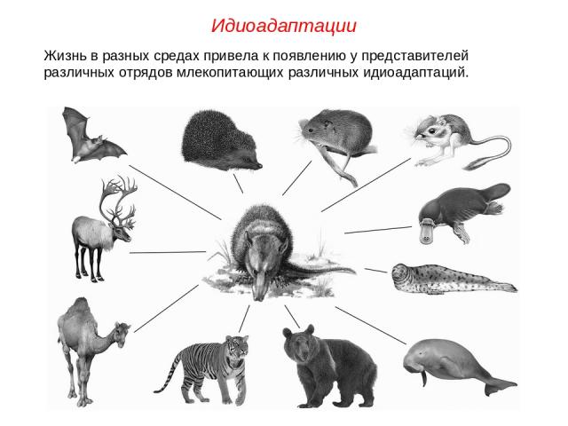 Жизнь в разных средах привела к появлению у представителей различных отрядов млекопитающих различных идиоадаптаций. Идиоадаптации