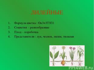 ЛИЛЕЙНЫЕ Формула цветка : Ок3+3Т3П1 Соцветия – разнообразные Плод – коробочка Пр