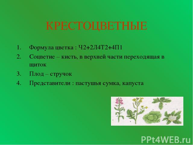 КРЕСТОЦВЕТНЫЕ Формула цветка : Ч2+2Л4Т2+4П1 Соцветие – кисть, в верхней части переходящая в щиток Плод – стручок Представители : пастушья сумка, капуста