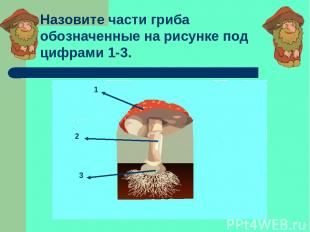 Назовите части гриба обозначенные на рисунке под цифрами 1-3. 1 2 3