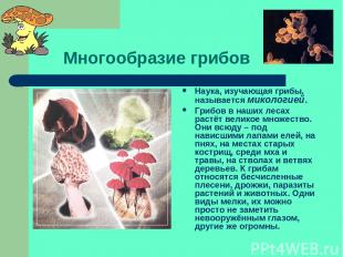 Многообразие грибов Наука, изучающая грибы, называется микологией. Грибов в наши