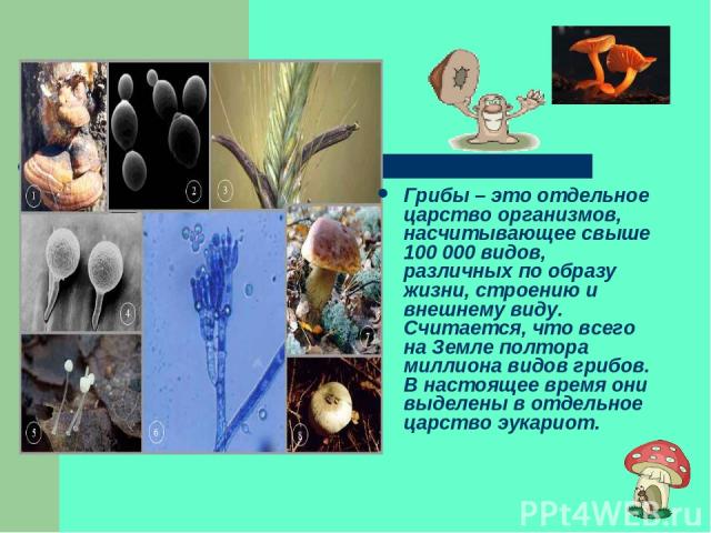 Грибы – это отдельное царство организмов, насчитывающее свыше 100 000 видов, различных по образу жизни, строению и внешнему виду. Считается, что всего на Земле полтора миллиона видов грибов. В настоящее время они выделены в отдельное царство эукариот.