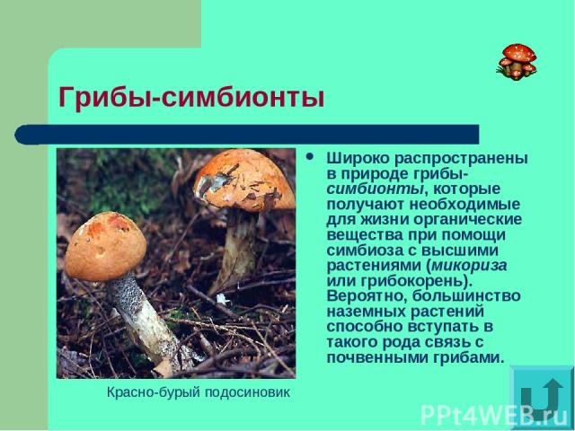Грибы-симбионты Широко распространены в природе грибы-симбионты, которые получают необходимые для жизни органические вещества при помощи симбиоза с высшими растениями (микориза или грибокорень). Вероятно, большинство наземных растений способно вступ…