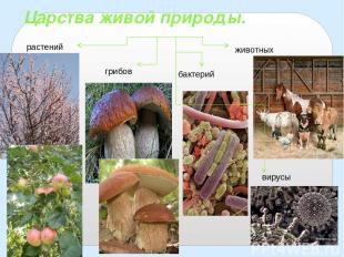 Царства живой природы. растений животных грибов бактерий вирусы