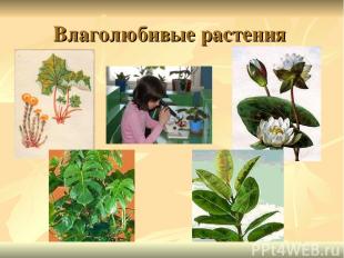 Влаголюбивые растения
