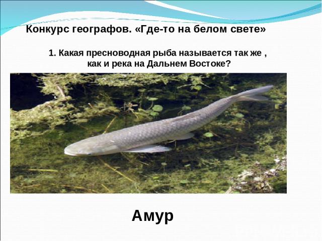 Конкурс географов. «Где-то на белом свете» 1. Какая пресноводная рыба называется так же , как и река на Дальнем Востоке? Амур