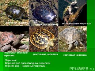 Черепахи. Верхний ряд пресноводные черепахи Нижний ряд – наземные черепахи болот