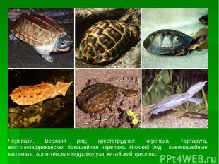 Черепахи. Верхний ряд: крестогрудная черепаха, тартаруга, восточноафриканская бо