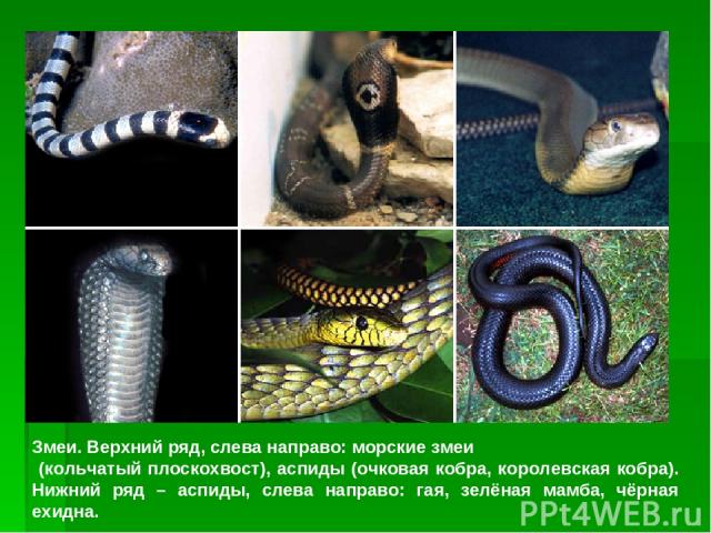 Змеи. Верхний ряд, слева направо: морские змеи (кольчатый плоскохвост), аспиды (очковая кобра, королевская кобра). Нижний ряд – аспиды, слева направо: гая, зелёная мамба, чёрная ехидна.