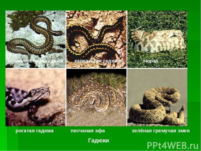 Гадюки обыкновенная гадюка кавказская гадюка гюрза рогатая гадюка песчаная эфа зелёная гремучая змея Змеи. Верхний ряд – гадюки, слева направо: обыкновенная гадюка, кавказская гаюка, песчаная эфа), гремучие змеи (зелёная гремучая змея).