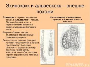 Эхинококк и альвеококк – внешне похожи Эхинококк – паразит кишечника собак, а Ал