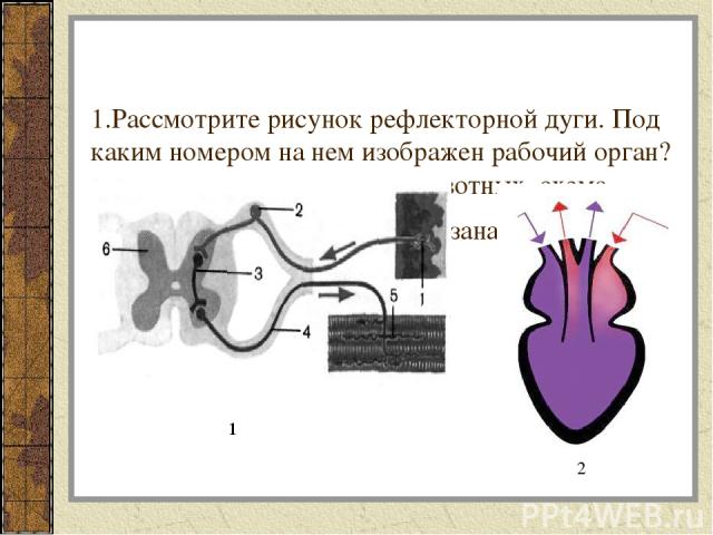 1.Рассмотрите рисунок рефлекторной дуги. Под каким номером на нем изображен рабочий орган? 2.К какому классу относят животных, схема строения сердца которых показана на рисунке? 2 1