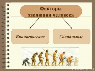 Факторы эволюции человека Биологические Социальные
