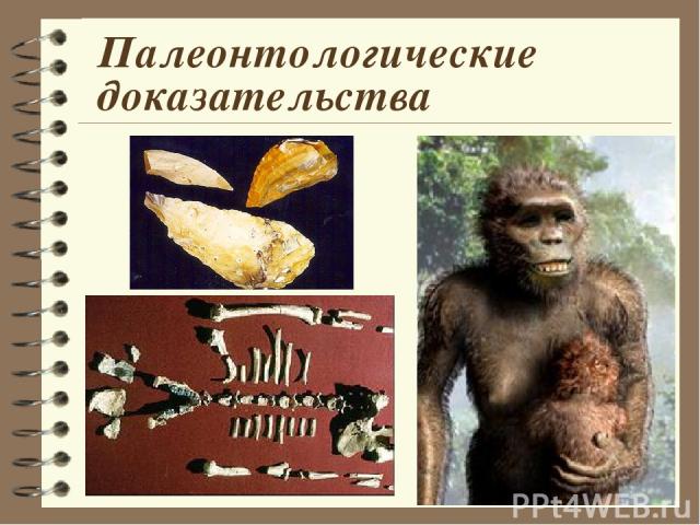 Палеонтологические доказательства