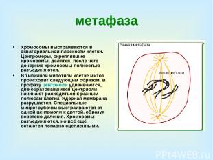 метафаза Хромосомы выстраиваются в экваториальной плоскости клетки. Центромеры,