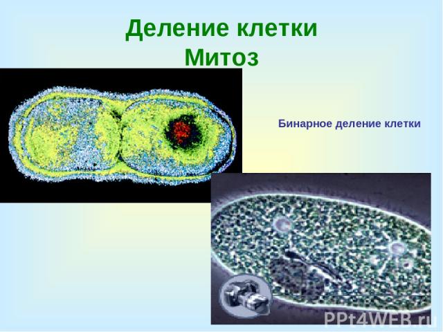 Деление клетки Митоз Бинарное деление клетки
