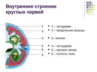 Внутреннее строение круглых червей 1 – эктодерма 2 – продольные мышцы 3 –яичник