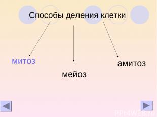 Способы деления клетки митоз амитоз мейоз