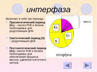 интерфаза Включает в себя три периода: Пресинтетический период (G1) – синтез РНК