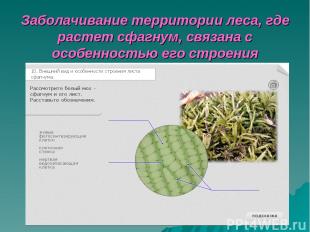 Заболачивание территории леса, где растет сфагнум, связана с особенностью его ст