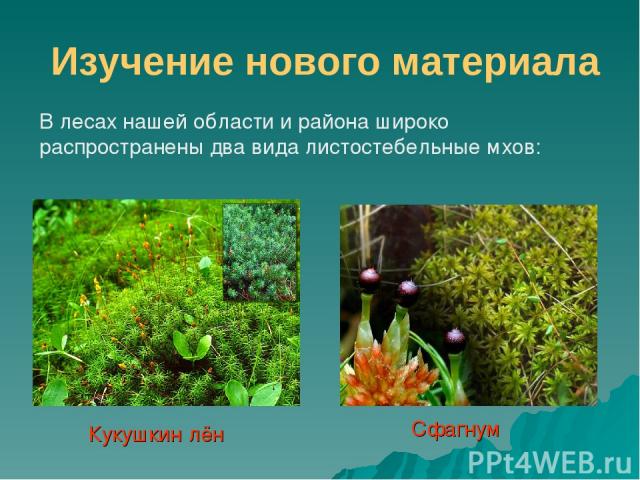 Изучение нового материала В лесах нашей области и района широко распространены два вида листостебельные мхов: Кукушкин лён Сфагнум
