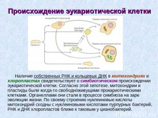 Происхождение эукариотической клетки Наличие собственных РНК и кольцевых ДНК в м