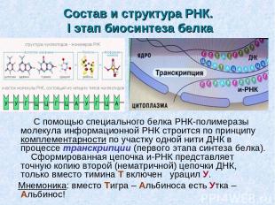 Состав и структура РНК. I этап биосинтеза белка С помощью специального белка РНК