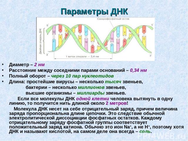 Параметры ДНК Диаметр – 2 нм Расстояние между соседними парами оснований – 0,34 нм Полный оборот – через 10 пар нуклеотидов Длина: простейшие вирусы – несколько тысяч звеньев, бактерии – несколько миллионов звеньев, высшие организмы – миллиарды звен…