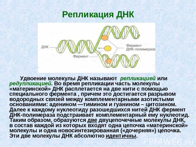 Репликация ДНК Удвоение молекулы ДНК называют репликацией или редупликацией. Во время репликации часть молекулы «материнской» ДНК расплетается на две нити с помощью специального фермента , причем это достигается разрывом водородных связей между комп…