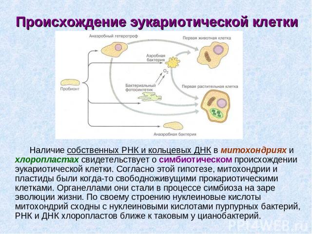 Происхождение эукариотической клетки Наличие собственных РНК и кольцевых ДНК в митохондриях и хлоропластах свидетельствует о симбиотическом происхождении эукариотической клетки. Согласно этой гипотезе, митохондрии и пластиды были когда-то свободножи…