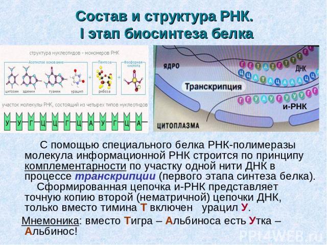 Состав и структура РНК. I этап биосинтеза белка С помощью специального белка РНК-полимеразы молекула информационной РНК строится по принципу комплементарности по участку одной нити ДНК в процессе транскрипции (первого этапа синтеза белка). Сформиров…