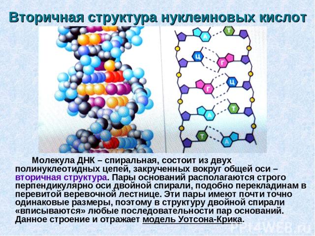 Вторичная структура нуклеиновых кислот Молекула ДНК – спиральная, состоит из двух полинуклеотидных цепей, закрученных вокруг общей оси – вторичная структура. Пары оснований располагаются строго перпендикулярно оси двойной спирали, подобно перекладин…