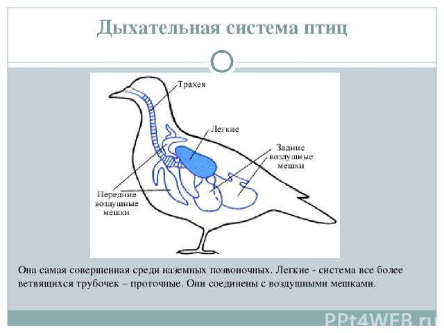 Дыхательная система птиц Она самая совершенная среди наземных позвоночных. Легкие - система все более ветвящихся трубочек – проточные. Они соединены с воздушными мешками.