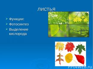 листья Функции: Фотосинтез Выделение кислорода