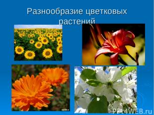 Разнообразие цветковых растений