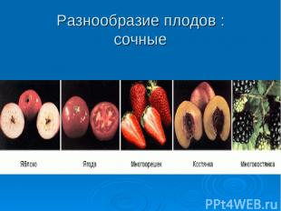 Разнообразие плодов : сочные
