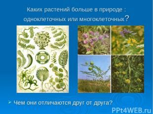 Каких растений больше в природе : одноклеточных или многоклеточных? Чем они отли