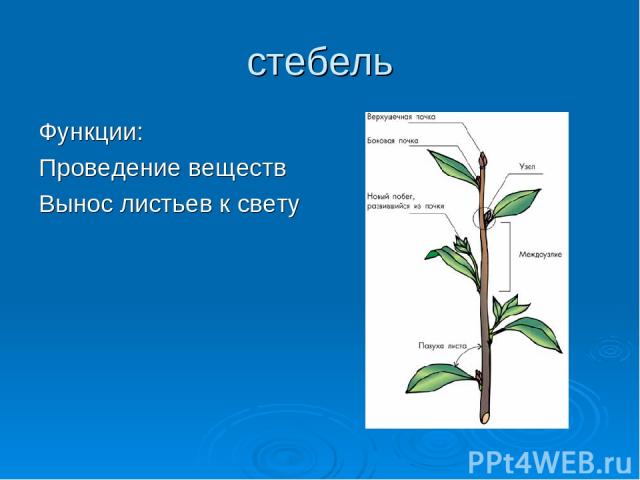 Роль стебля в жизни. Основные функции стебля. Значение стебля для растения. Стебель цветка для презентации. Функции стебля цветка.