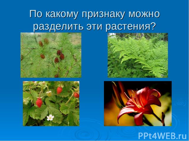 По какому признаку можно разделить эти растения?