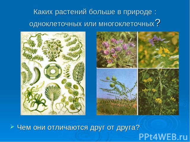 Каких растений больше в природе : одноклеточных или многоклеточных? Чем они отличаются друг от друга?