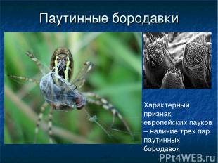 Паутинные бородавки Характерный признак европейских пауков – наличие трех пар па